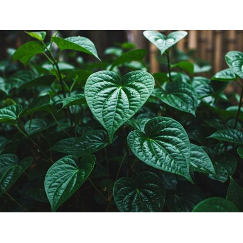 Top 7 Loại Dược Liệu Có Trong Dầu Xoa Bóp